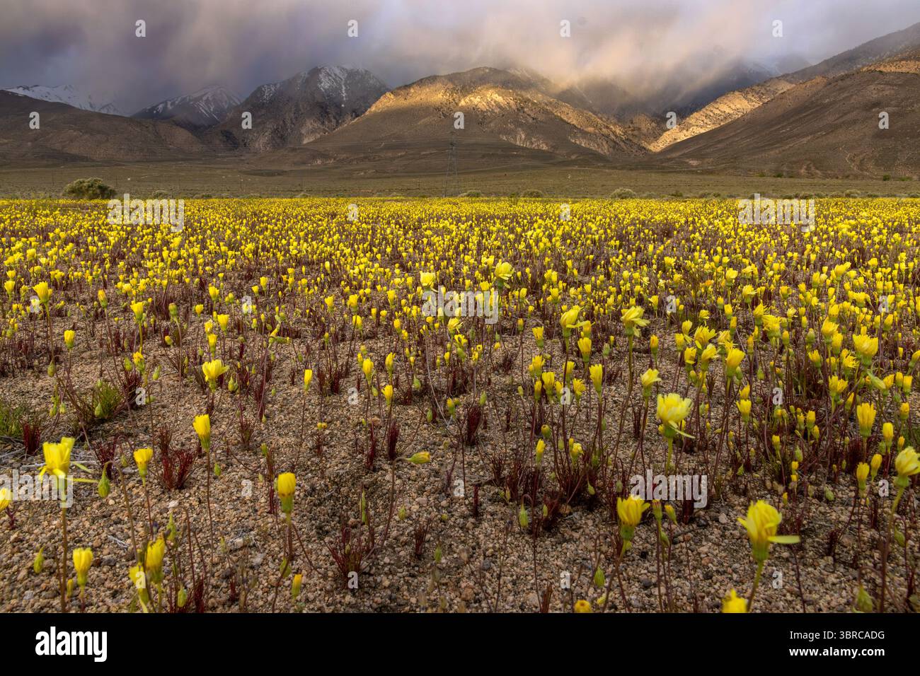 Lever de soleil nuageux sur un champ de fleurs sauvages jaunes le long de la route 395 dans la vallée de l'Owens. Banque D'Images