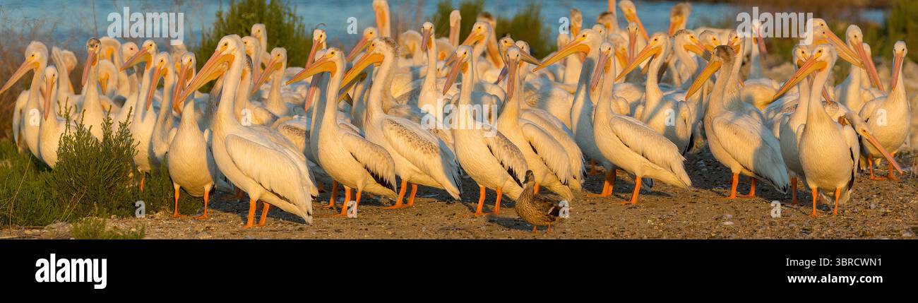 Un troupeau de pélicans blancs américains se rassemblant et flânant au coucher du soleil. Sunnyvale Baylands, comté de Santa Clara, Californie. Banque D'Images