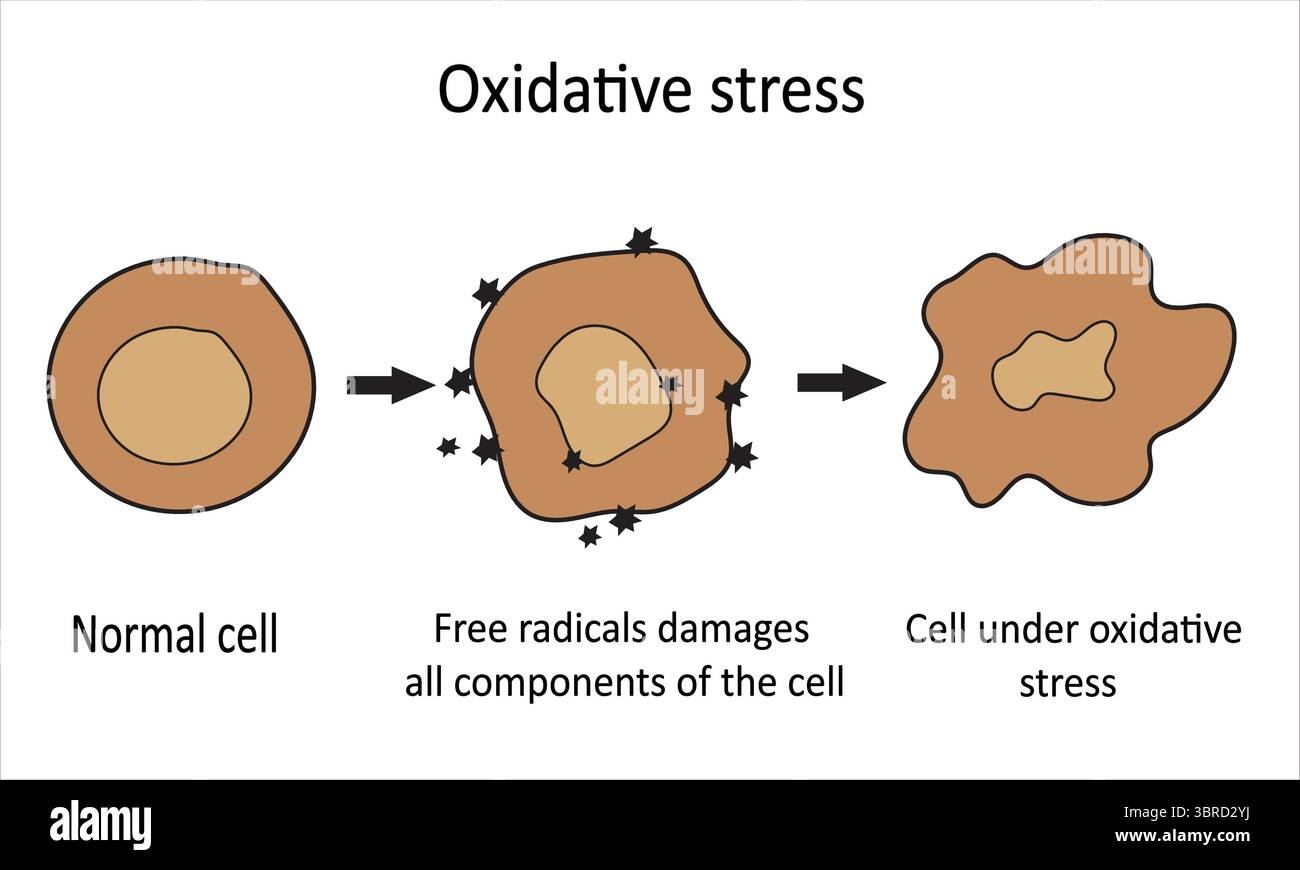 Stress oxydatif : évolution de cellules normales à cellules endommagées Illustration de Vecteur