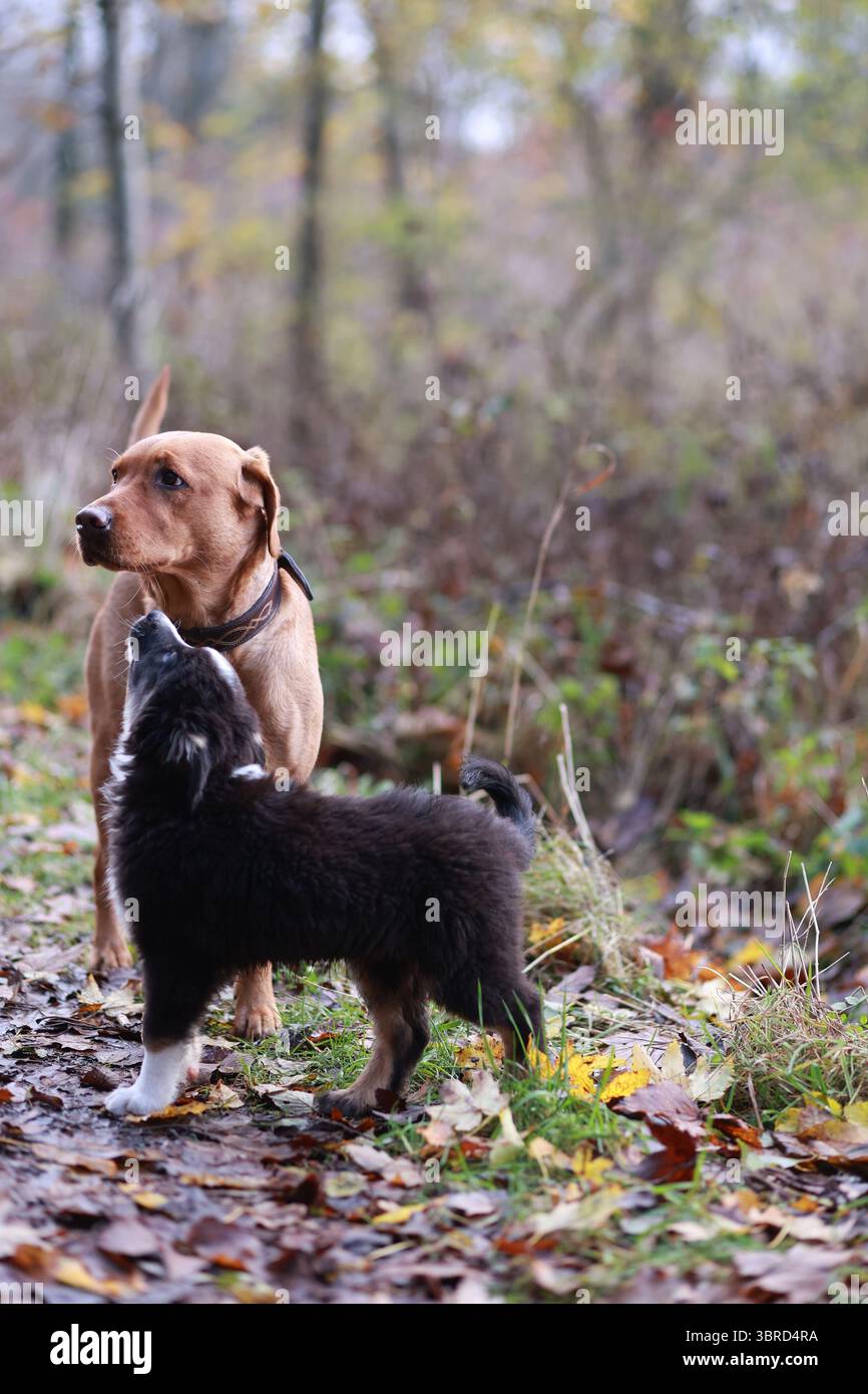 Trois chiens sont debout dans un champ d'herbe et de feuilles Banque D'Images