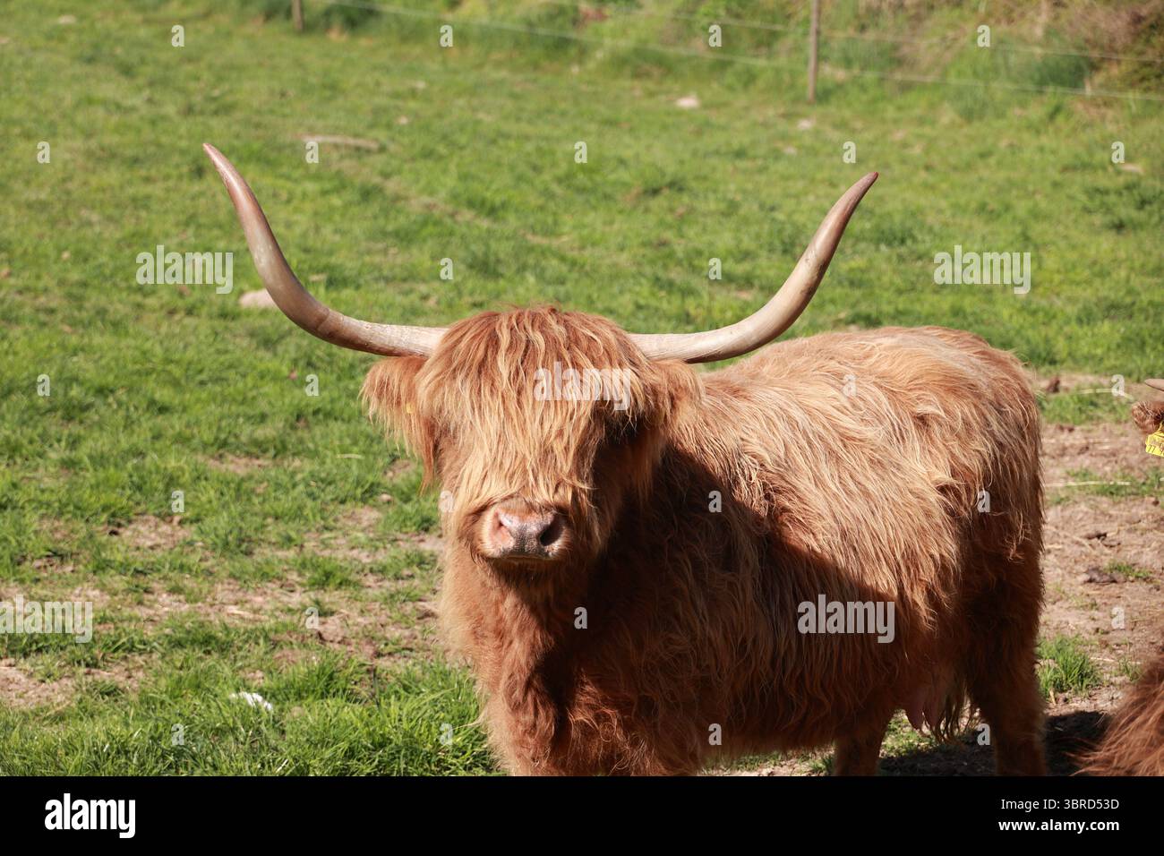 Grand yak brun avec de longues cornes se dresse dans un champ herbeux Banque D'Images