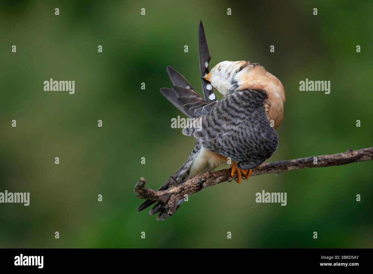 Faucon adulte femelle à pieds rouges (Falco vespertinus) qui prépare ses plumes d'aile tout en se perchant sur une branche, trouvé dans le parc national Hortobagy Banque D'Images