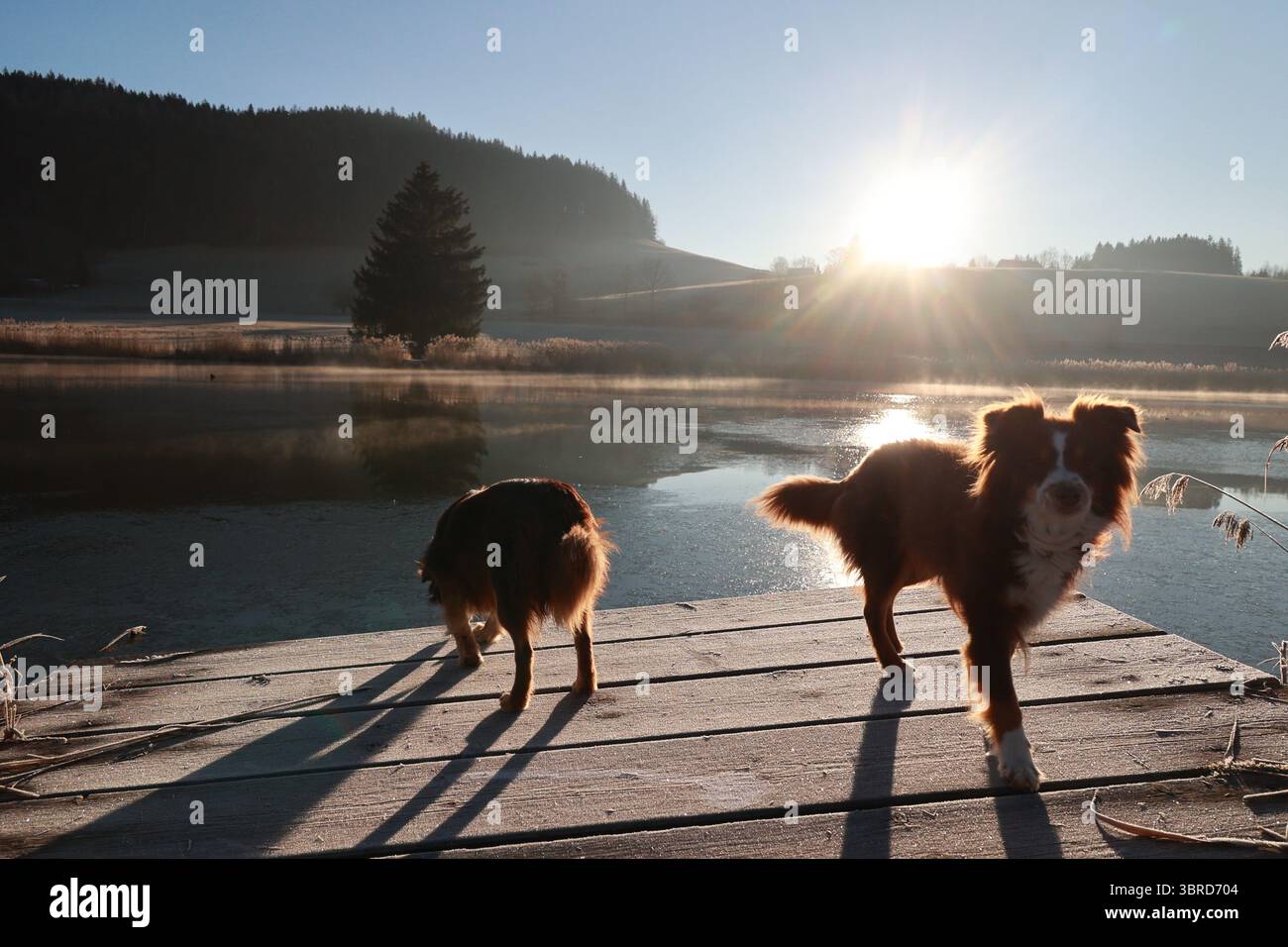 Deux chiens sont debout sur un quai près d'un lac Banque D'Images