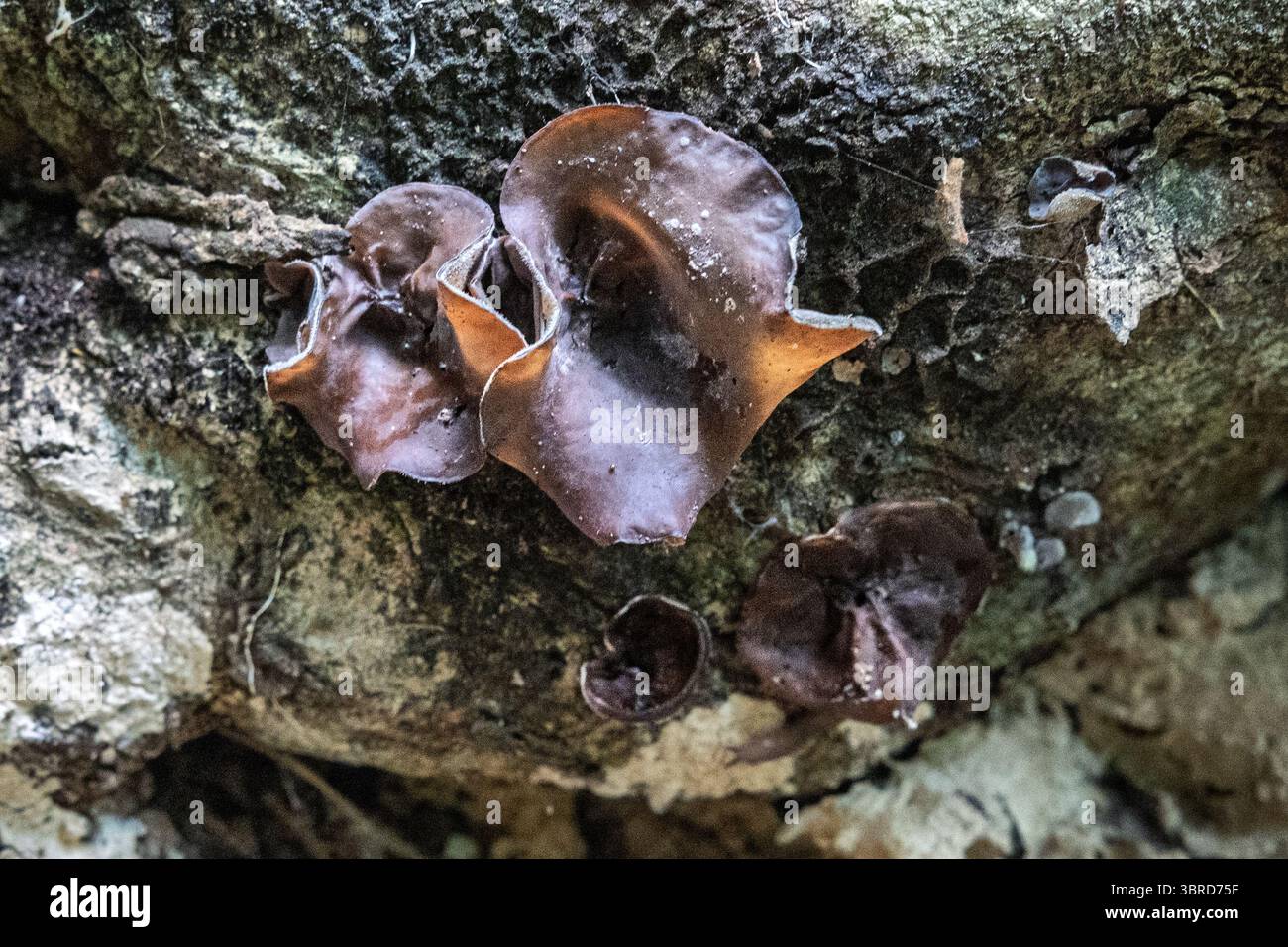 Champignon de l'oreille gelée, sept cascades, Juayua, Sonsonate, El Salvador Banque D'Images