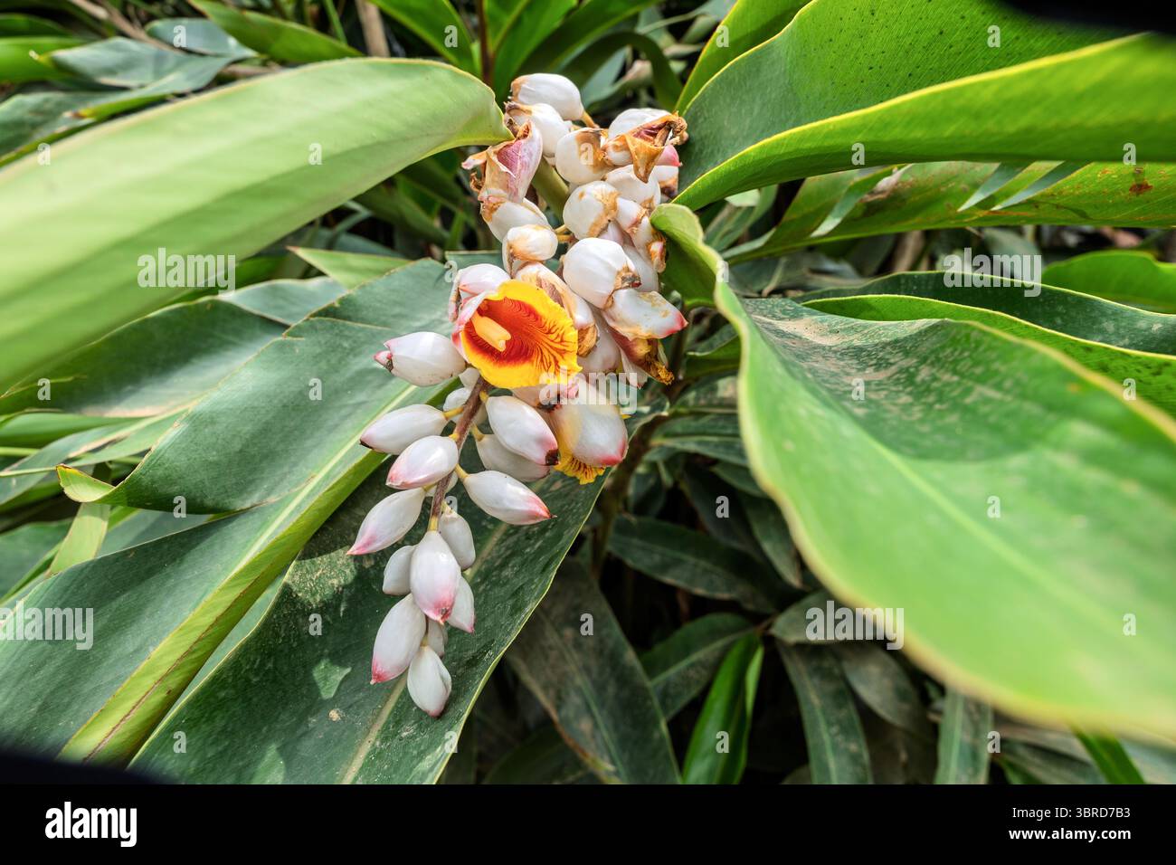 Shell-gingembre, Alpinia zerumbet est à la fois culinaire et médicinal, Juayua, Sonsonate, El Salvador Banque D'Images