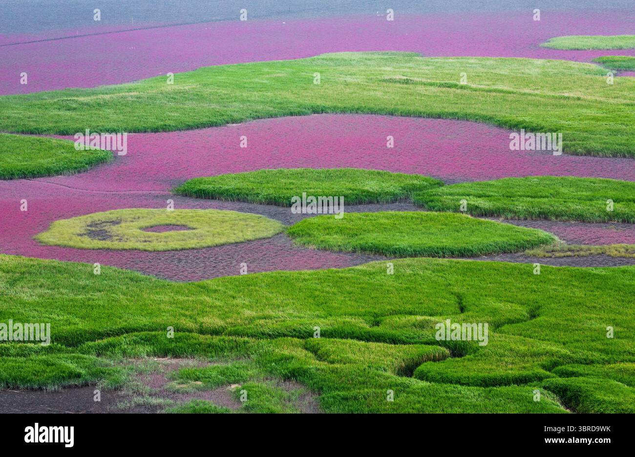 Reed Field dans le jardin national de Suncheon Bay, un paysage créé par la marée basse Banque D'Images
