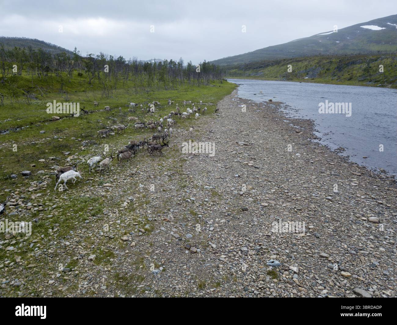 Vue aérienne de rennes qui paissent près de la rive sous un ciel nuageux, le paysage un mélange de toundra et d'eau, Karasjok, Finnmark, Norvège. Banque D'Images