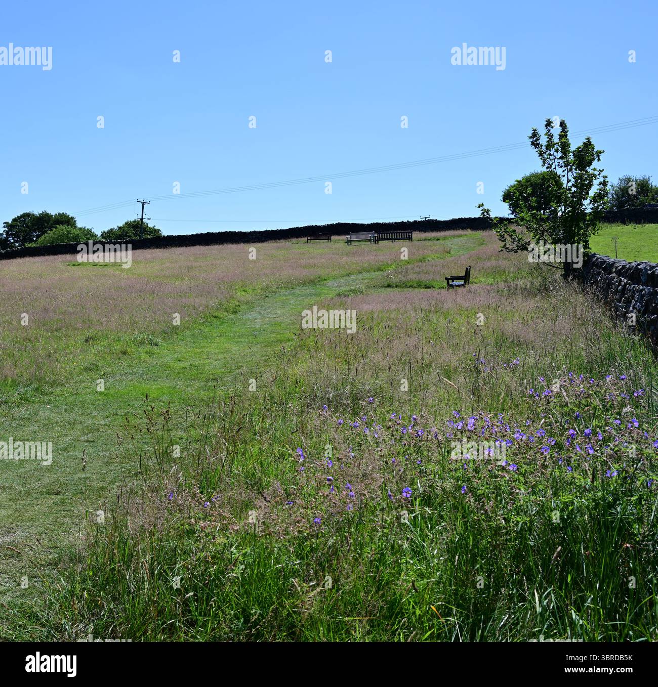Parson's Field, champ de pique-nique des visiteurs musée Haworth Parsonage, été, West Yorkshire Banque D'Images