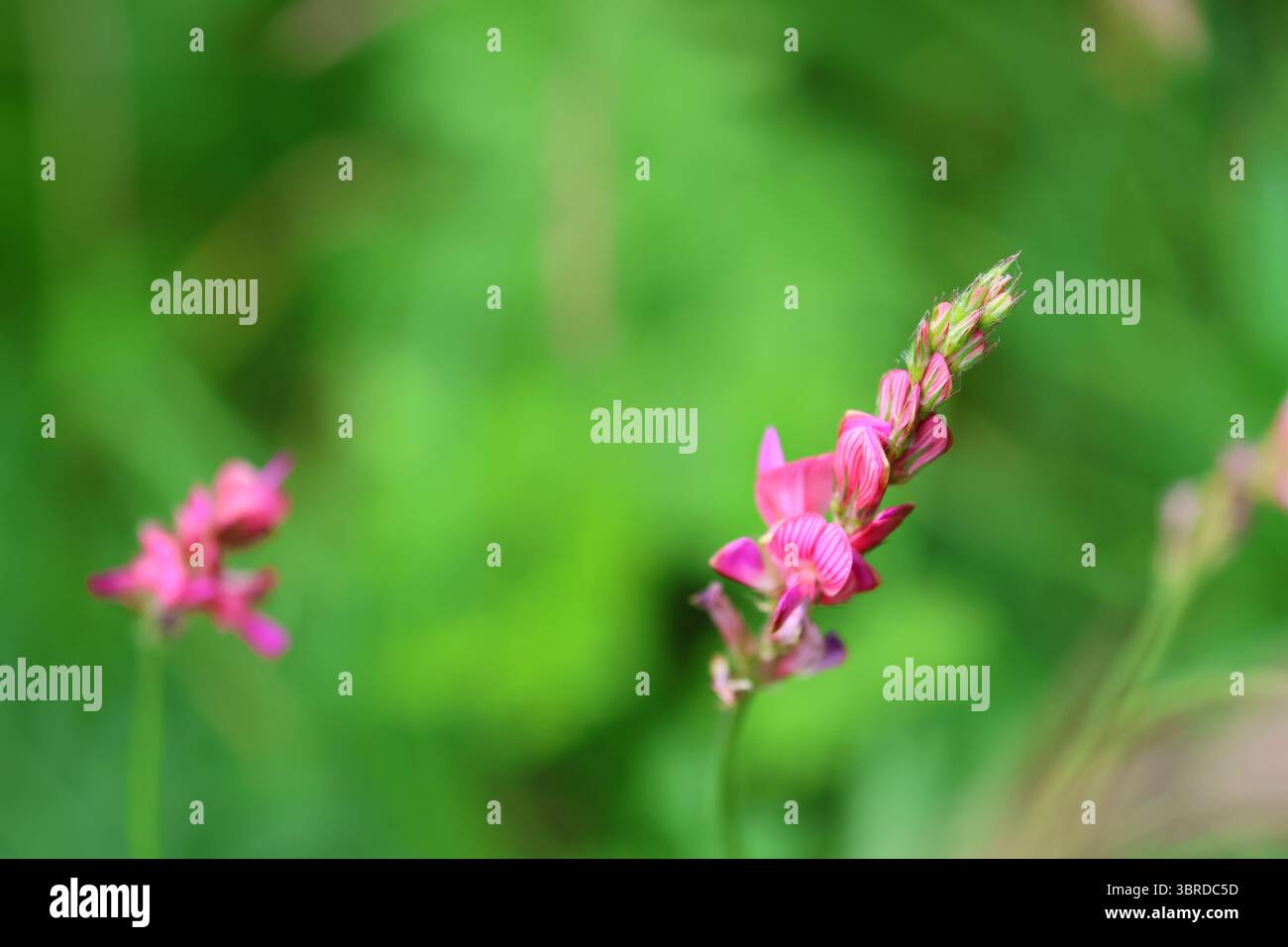 Fleur de sainfoin (Onobrychis viciifolia) dans un habitat naturel de prairie, gros plan montrant des pétales roses texturés et un flou vert, photographié en été. Banque D'Images
