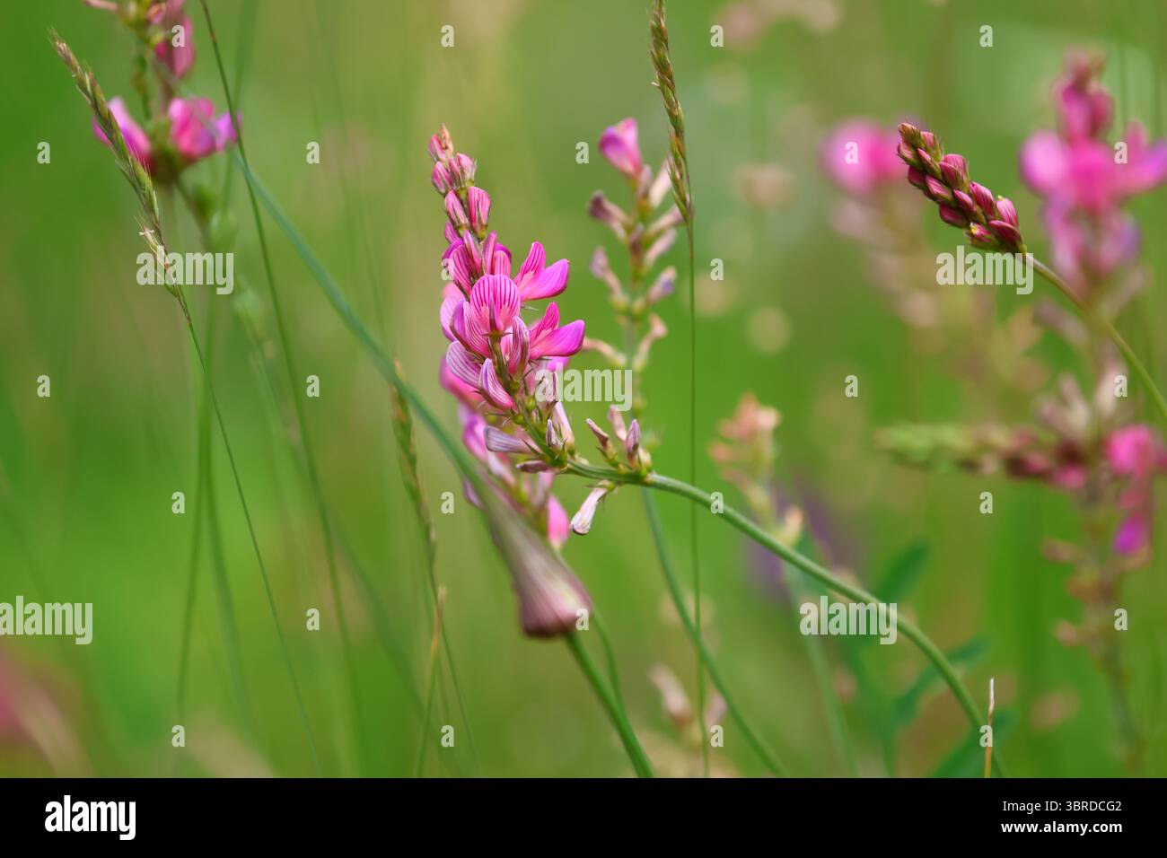 Gros plan de fleurs sauvages roses du Sainfoin avec un fond vert flou par le vent et une lumière naturelle du milieu de l'été, montrant la texture et la structure détaillées des pétales. Banque D'Images