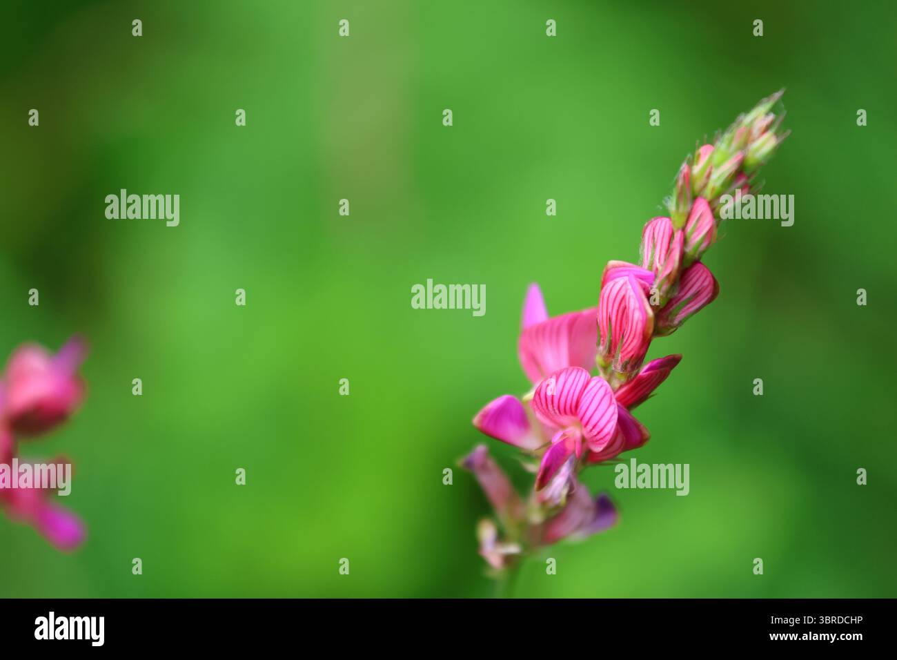Gros plan de fleur rose de Sainfoin (Onobrychis viciifolia) avec texture de pétales visibles, sur un fond vert flou doux, mi-été. Banque D'Images
