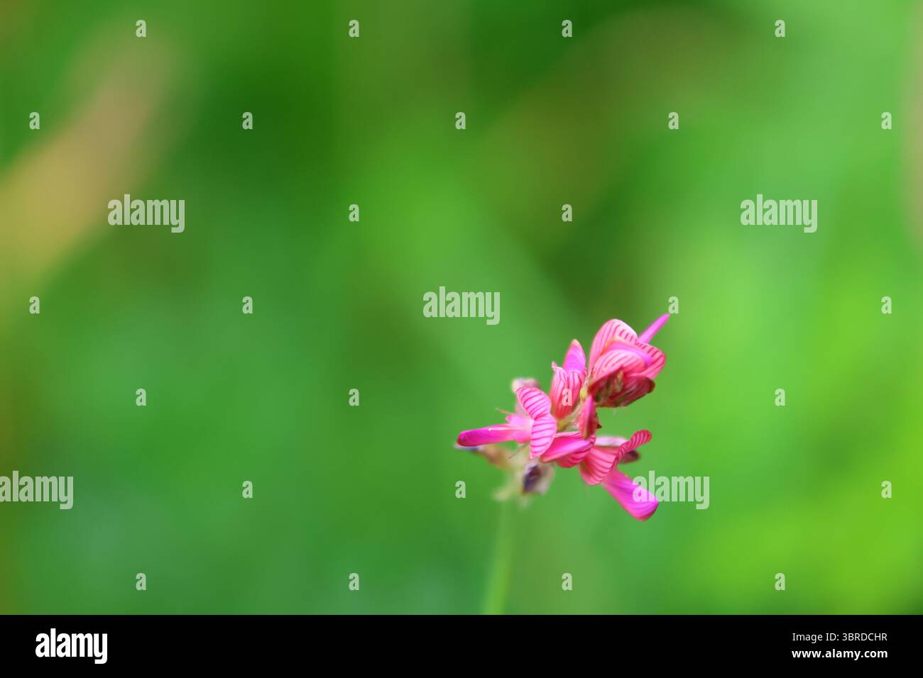 Image macro de fleur rose de Sainfoin (Onobrychis viciifolia) avec détail de pétales visibles, sur fond vert flou, mi-été. Banque D'Images