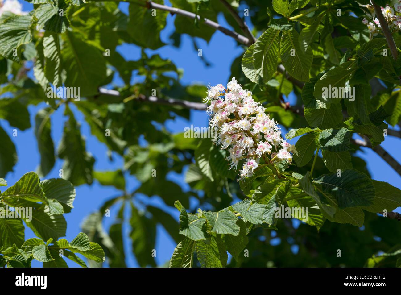 Rosskastanie, Roßkastanie, Blüte, blühend, Gewöhnliche Rosskastanie, Ross-Kastanie, Kastanie, Aesculus hippocastanum, châtaignier, châtaignier, Banque D'Images