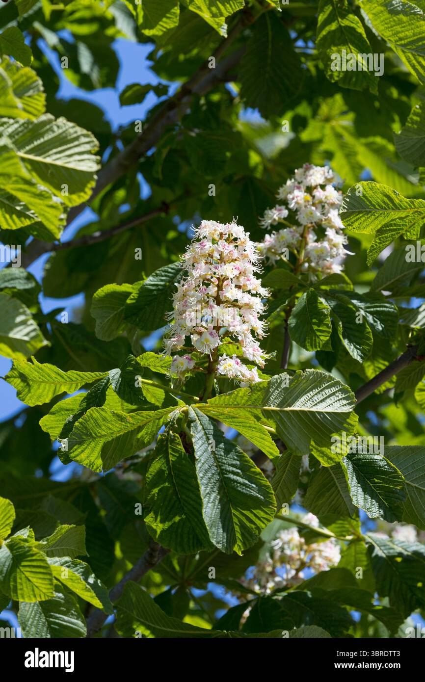 Rosskastanie, Roßkastanie, Blüte, blühend, Gewöhnliche Rosskastanie, Ross-Kastanie, Kastanie, Aesculus hippocastanum, châtaignier, châtaignier, Banque D'Images