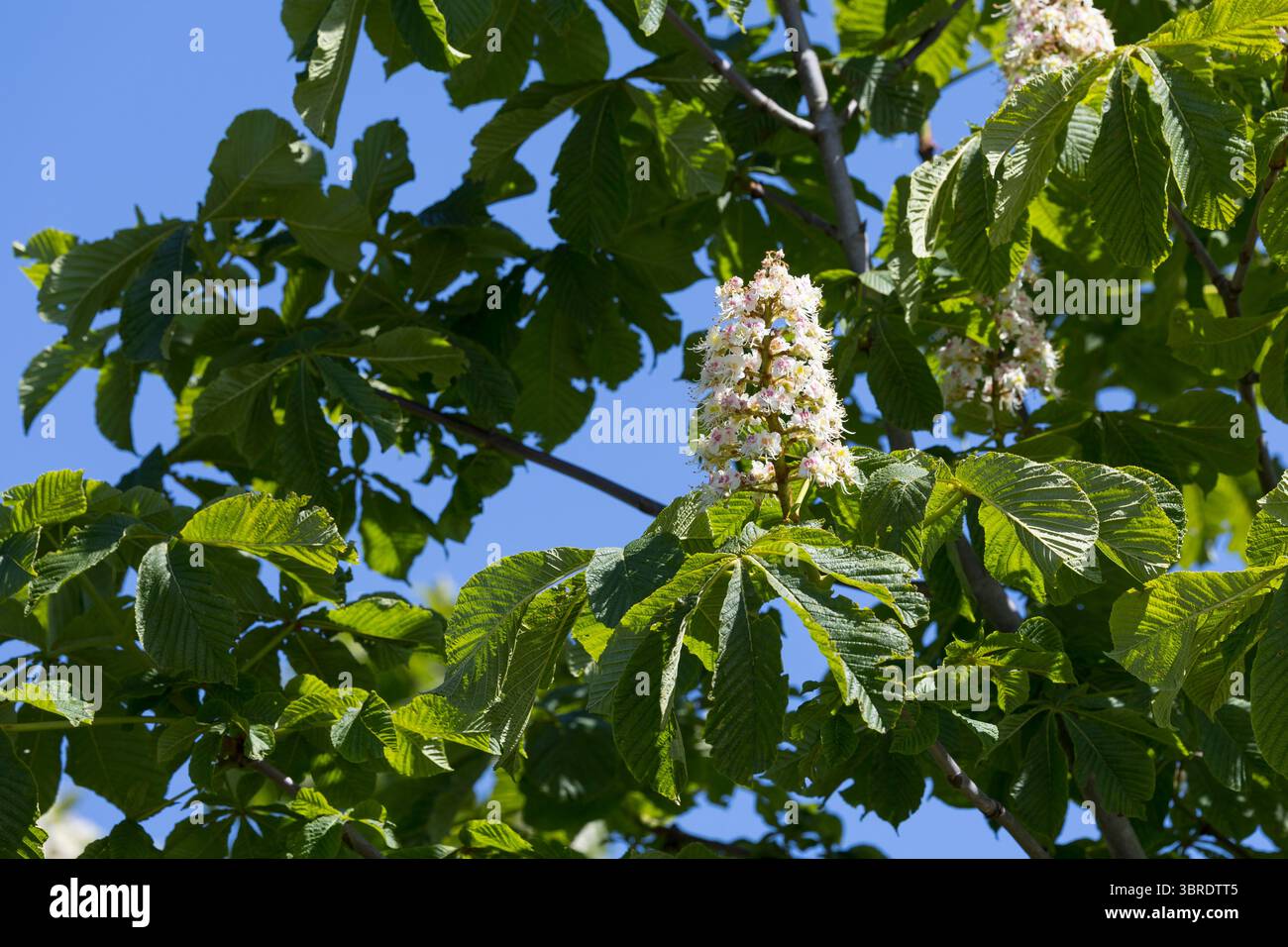 Rosskastanie, Roßkastanie, Blüte, blühend, Gewöhnliche Rosskastanie, Ross-Kastanie, Kastanie, Aesculus hippocastanum, châtaignier, châtaignier, Banque D'Images
