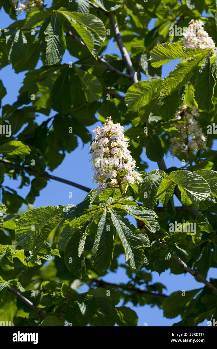 Rosskastanie, Roßkastanie, Blüte, blühend, Gewöhnliche Rosskastanie, Ross-Kastanie, Kastanie, Aesculus hippocastanum, châtaignier, châtaignier, Banque D'Images