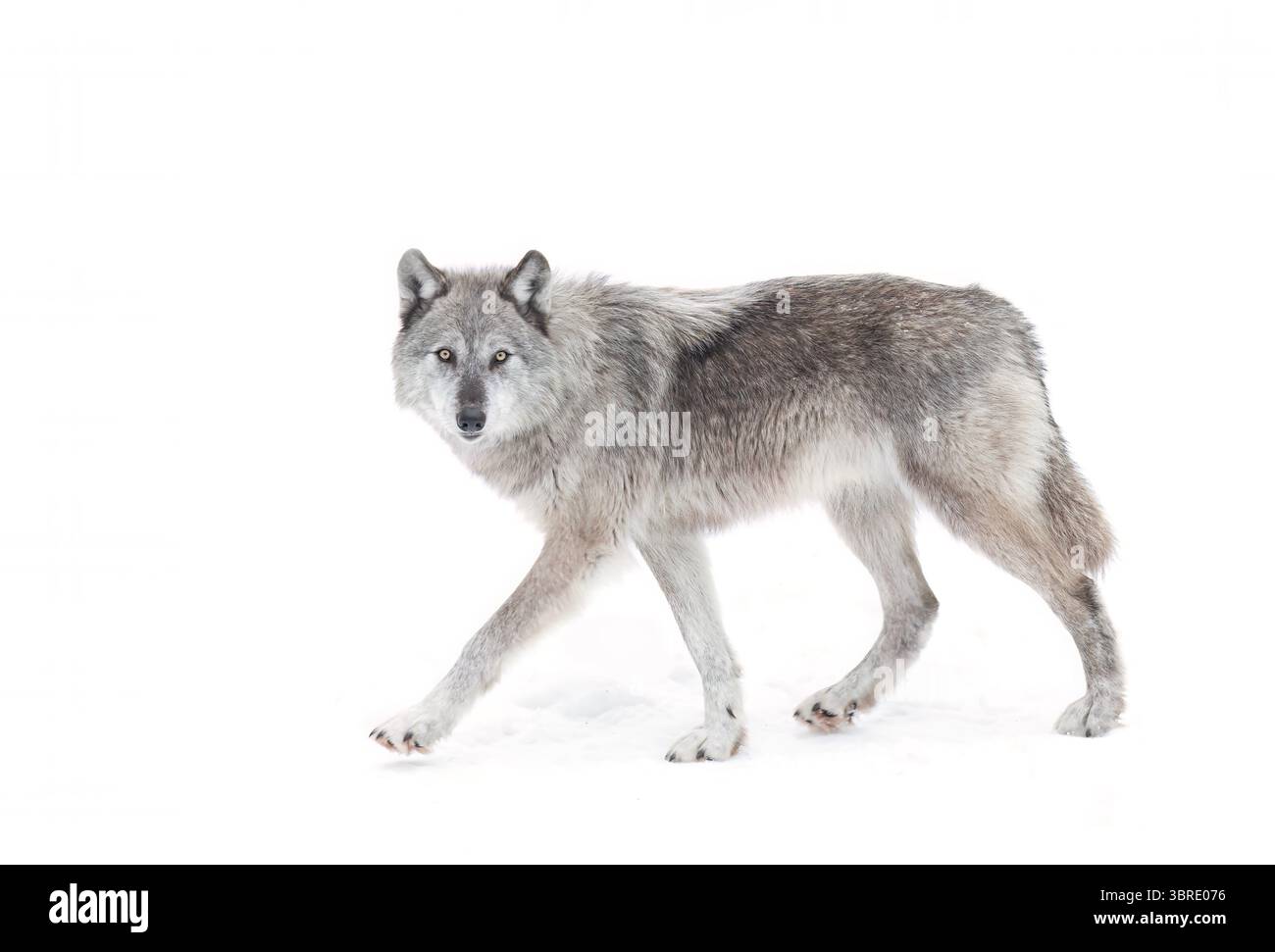 Un loup noir solitaire avec un contact visuel direct isolé sur fond blanc marchant dans la neige d'hiver au Canada Banque D'Images