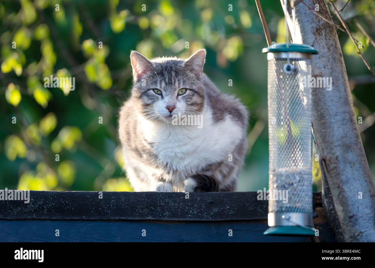 Gros plan d'un chat tabby assis près d'une mangeoire à oiseaux et attendant des oiseaux sur le toit d'un abri de jardin, Royaume-Uni. Banque D'Images