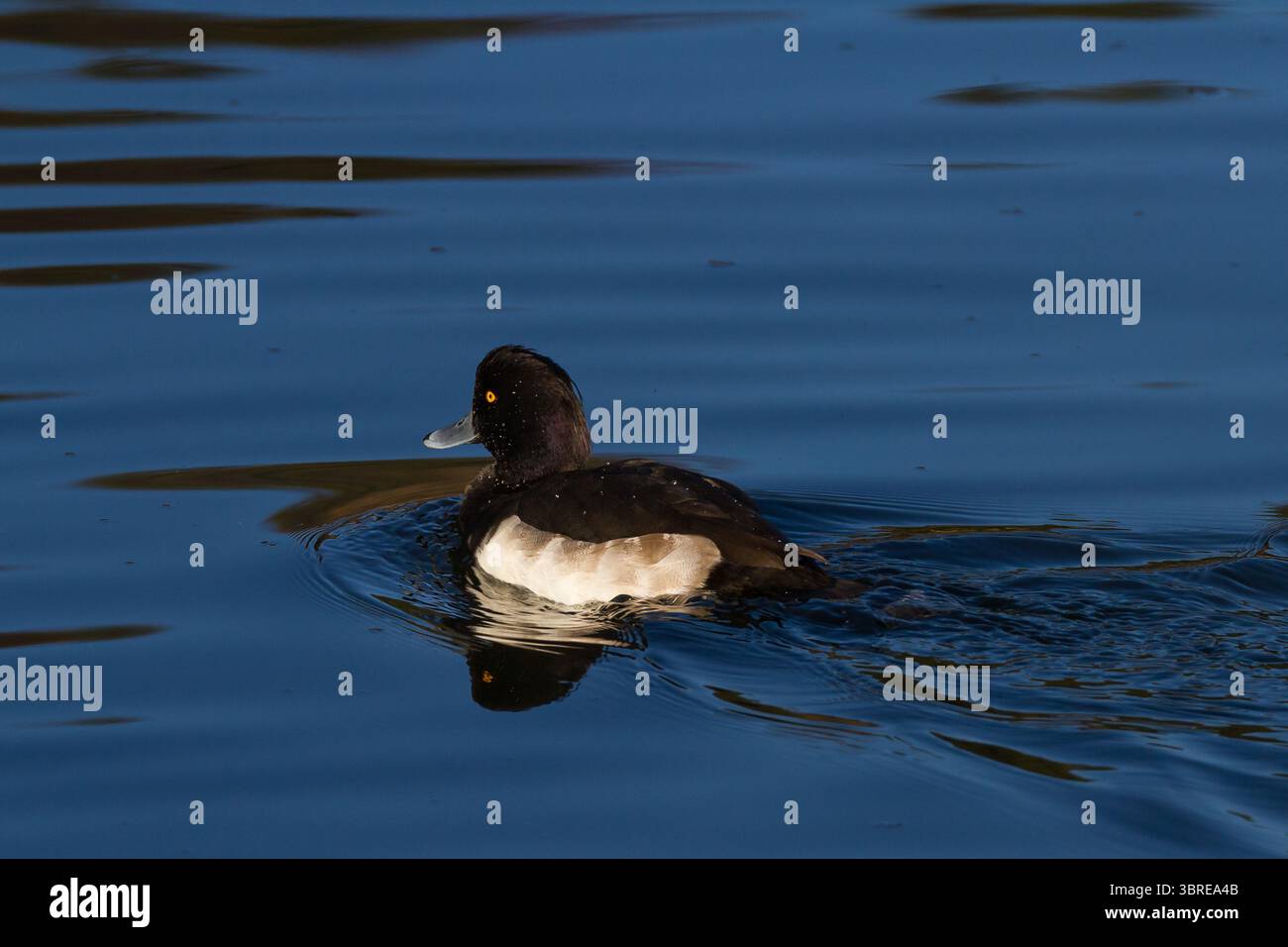 Canard touffeté mâle (Aythya fuligula) sur un lac dans un parc de Kanagawa, au Japon. Banque D'Images