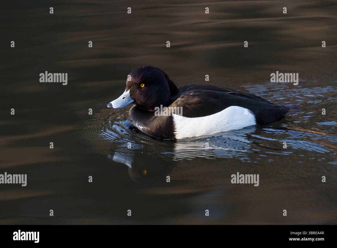 Canard touffeté mâle (Aythya fuligula) dans un lac dans une aire de trafic à Kanagawa, au Japon. Banque D'Images