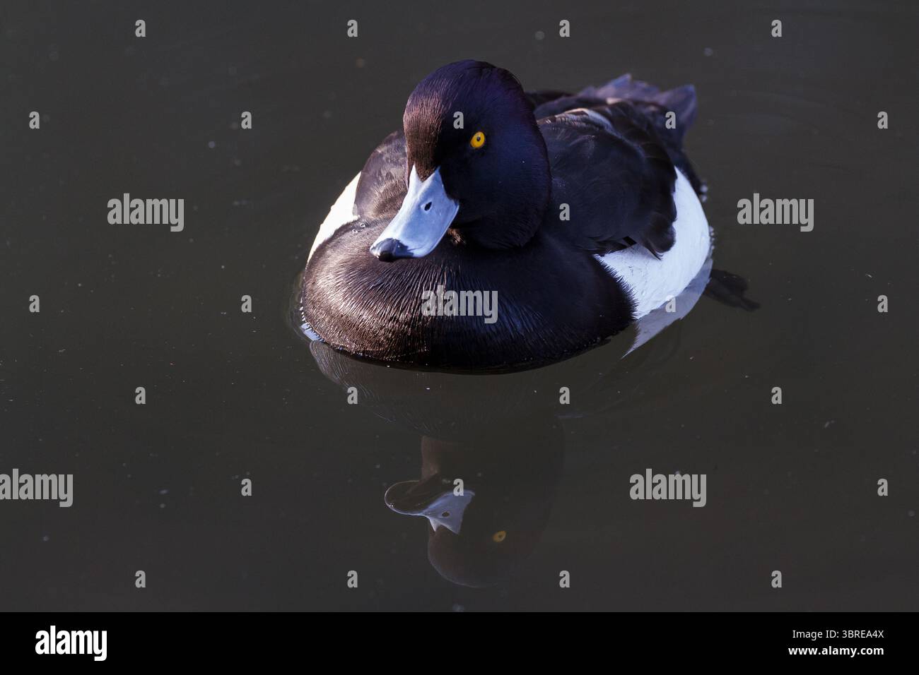 Canard touffeté mâle (Aythya fuligula) dans un lac dans une aire de trafic à Kanagawa, au Japon. Banque D'Images