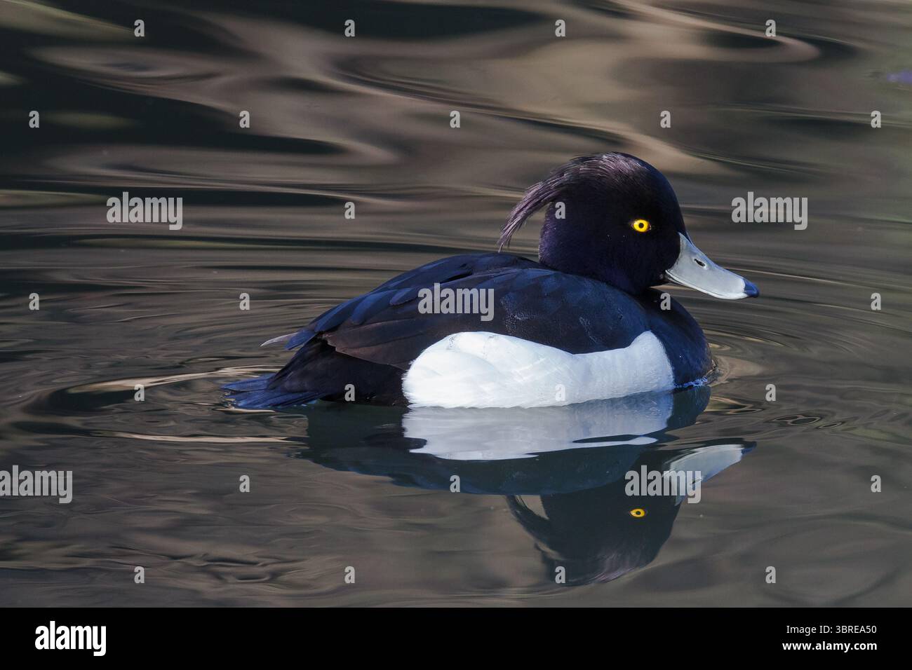 Canard touffeté mâle (Aythya fuligula) sur un lac dans un parc de Kanagawa, au Japon. Banque D'Images