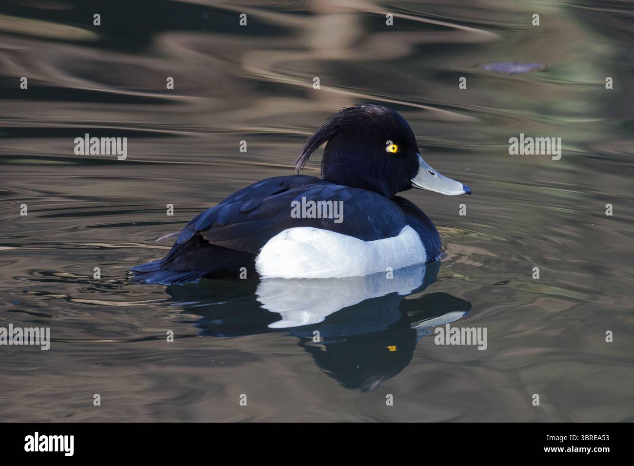 Canard touffeté mâle (Aythya fuligula) sur un lac dans un parc de Kanagawa, au Japon. Banque D'Images