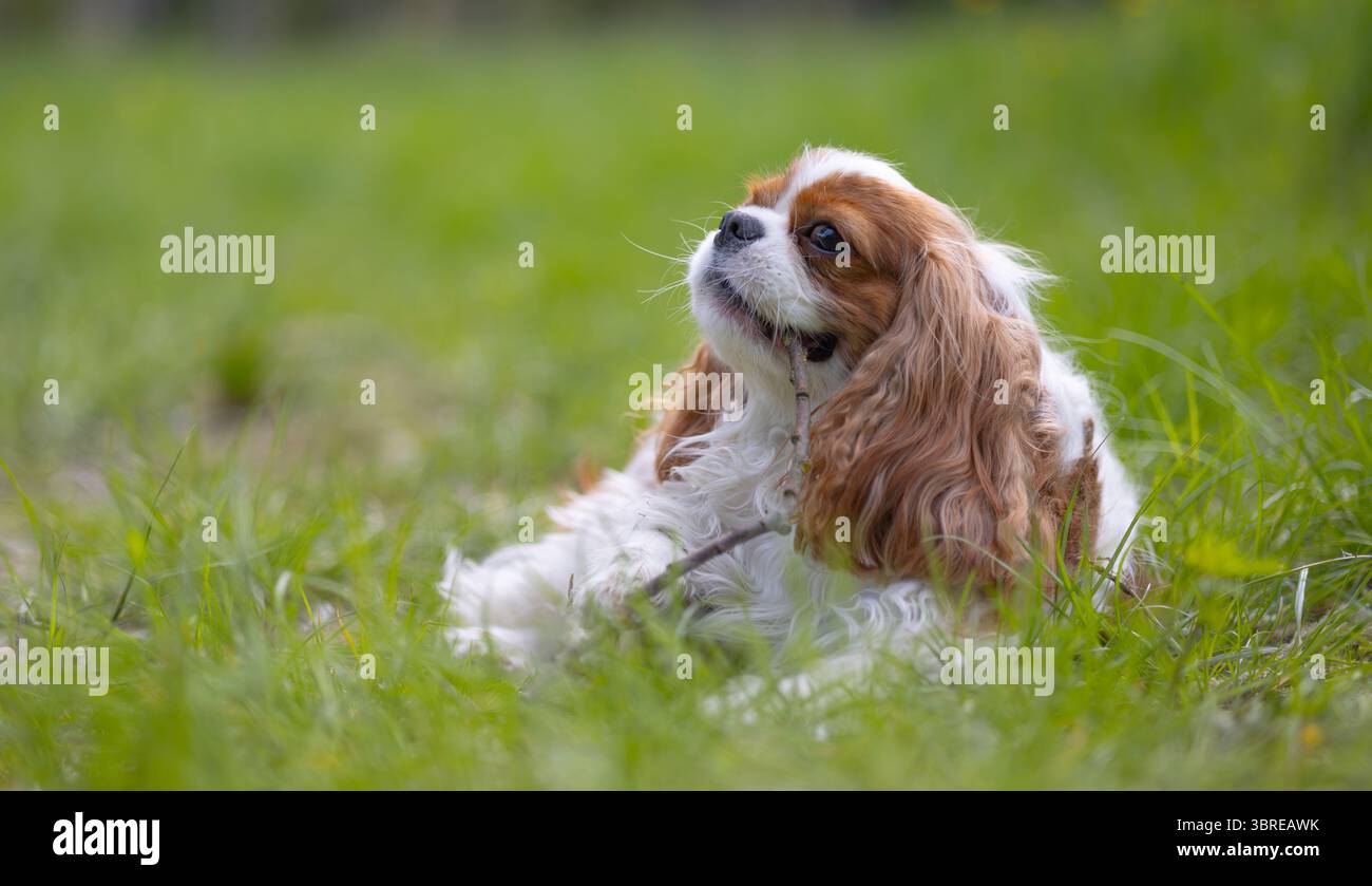 Chien Cavalier King Charles Spaniel lors d'une promenade dans le parc d'été. Banque D'Images