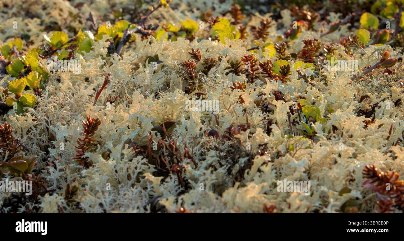 Vue rapprochée de la mousse de lichen de la toundra arctique. Trouvé principalement dans les zones de toundra arctique, toundra alpine, il est extrêmement résistant au froid. Cladonia rangiferina, aussi k Banque D'Images