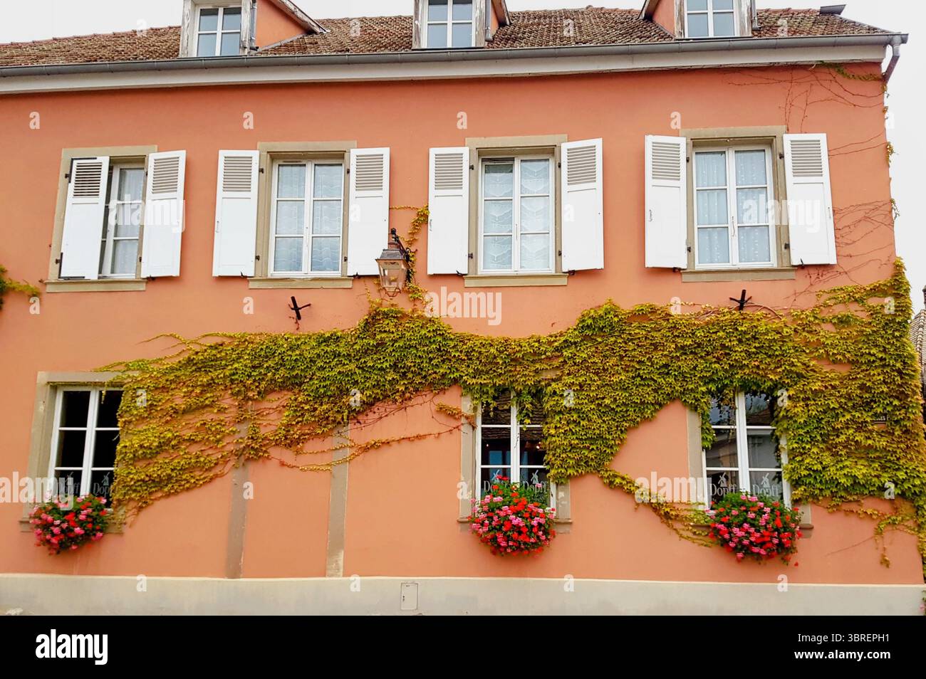 Façade de maison française de couleur ocre avec volets verts et vigne sauvage Banque D'Images