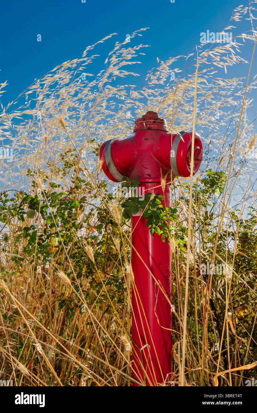 Une bouche d'incendie rouge se dresse bien en évidence parmi l'herbe haute et sèche. La lumière du soleil illumine la scène, créant un contraste vibrant avec le bleu profond Banque D'Images