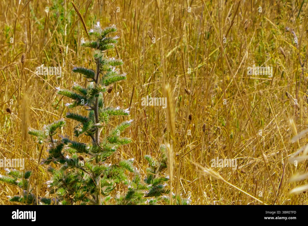Une plante résiliente prospère dans un champ d'herbes dorées, présentant des aiguilles vertes vibrantes et des fleurs délicates sous le soleil chaud. Ce settin naturel Banque D'Images