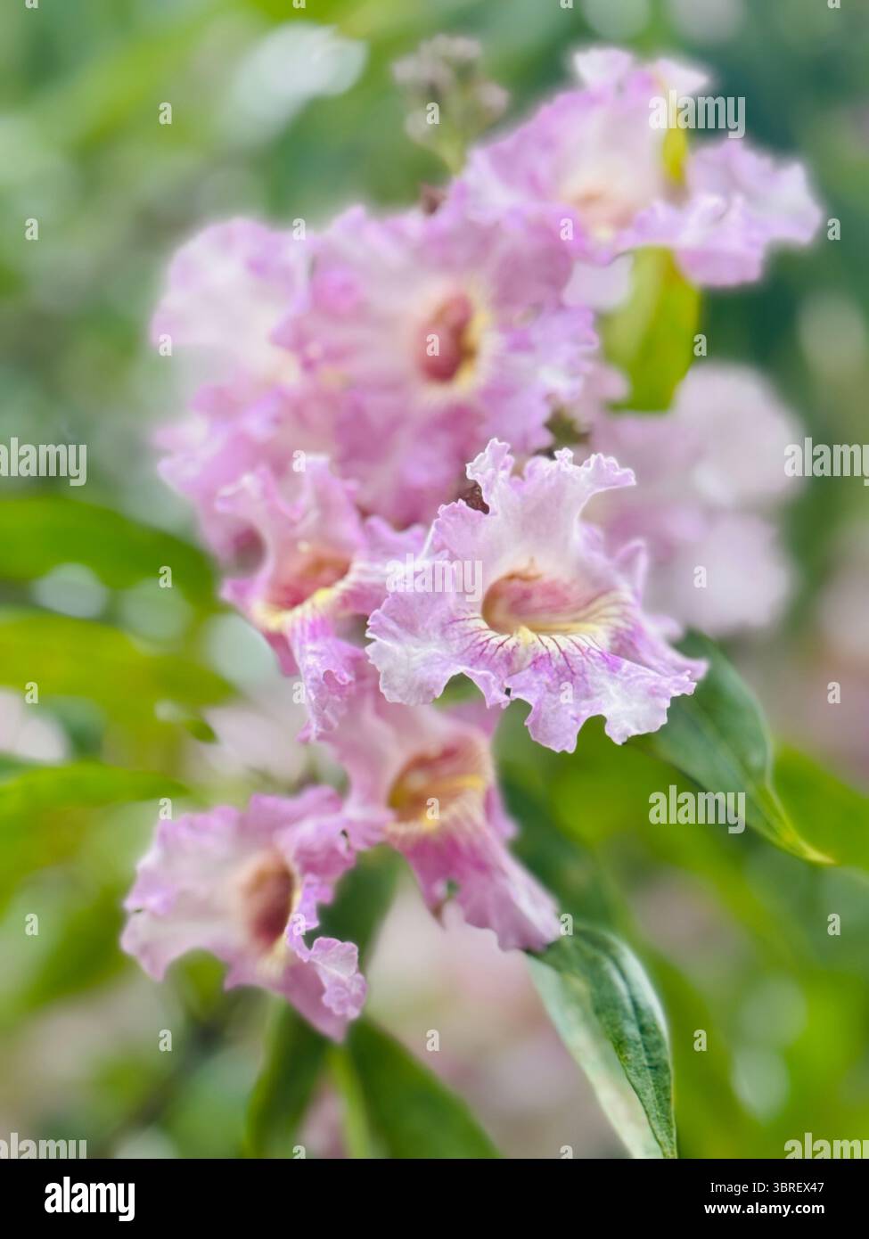 Image flou de fleurs de myrte en crêpe rose pâle avec des pétales délicats et des tiges vertes, capturée dans un éclairage extérieur naturel. - Image de stock capturée avec un smartphone