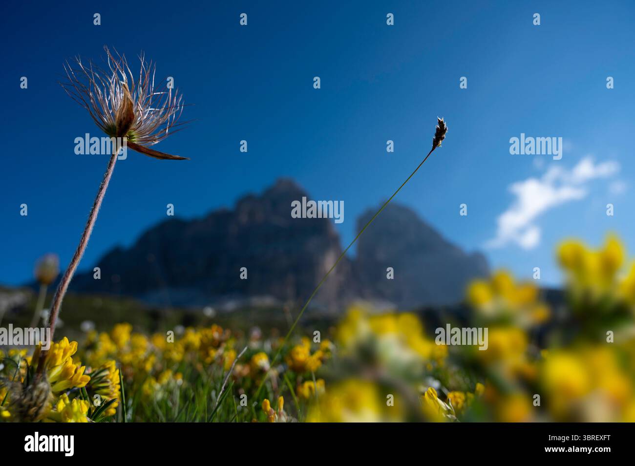 Vetch de rein alpin (Anthyllis alpestris) alpe fleurs sauvages, fleurs et plantes dans les montagnes des Dolomites, Alpes en Italie dans le coucher du soleil du matin. Banque D'Images