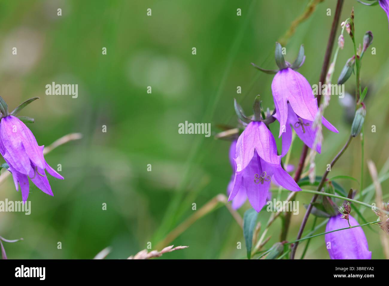 Bellflower géant violet en pleine floraison, photographié en gros plan dans son habitat de prairie alpine vert natif, Alpes suisses, juillet. Banque D'Images