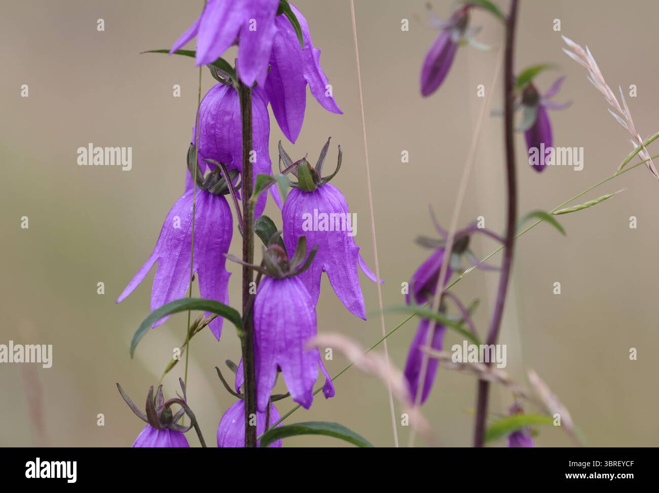 Gros plan de Bellflower géant (Campanula latifolia) avec des fleurs violettes vives sur de grandes tiges. Prairie alpine sauvage, Alpes suisses, photographiée en été. Banque D'Images