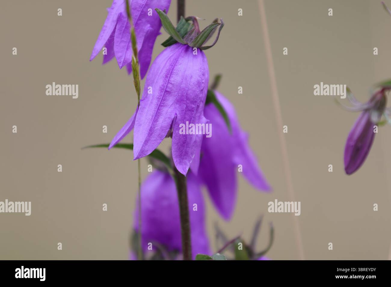 Gros plan de Bellflower géant (Campanula latifolia) montrant une texture de pétales fine et une couleur violette vibrante. Lumière naturelle d'été, Alpes suisses. Banque D'Images
