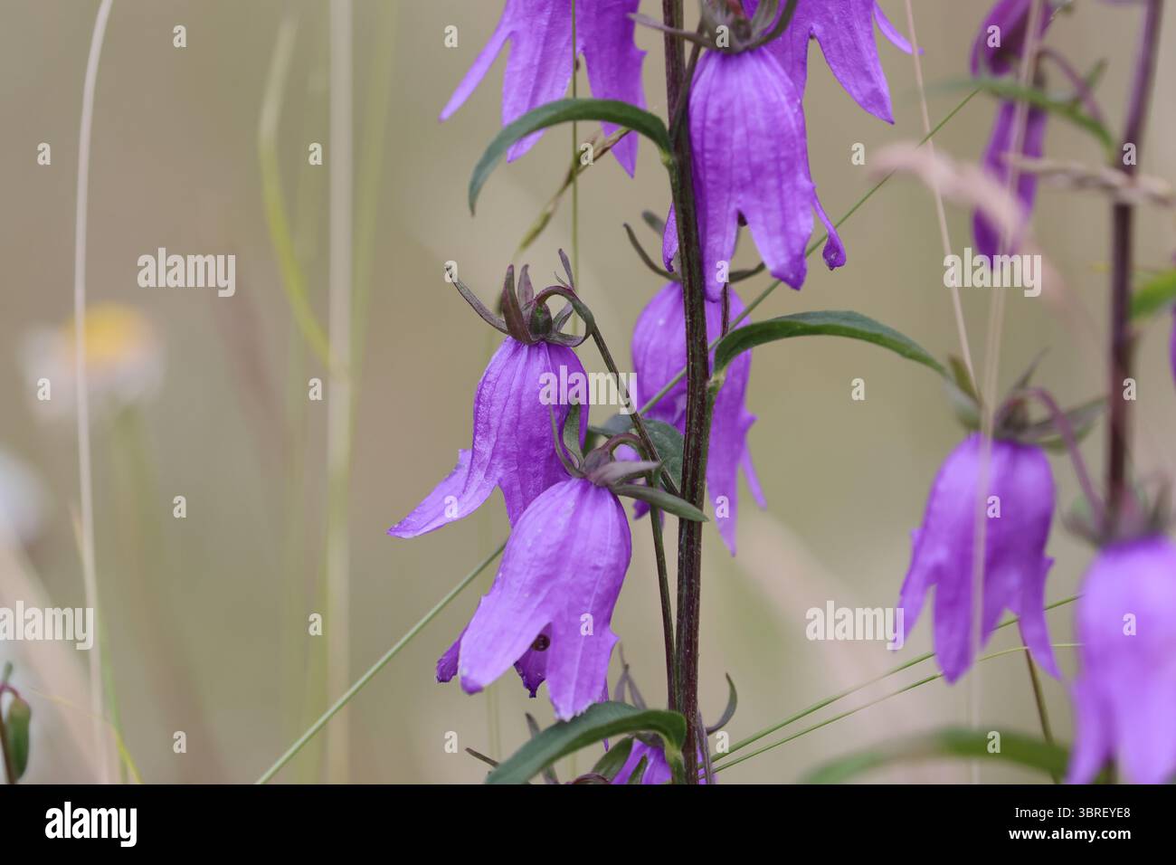 Macro de bellflower géant avec de riches pétales violets dans les prairies alpines, Alpes suisses, capturé dans la lumière naturelle, milieu de l'été. Banque D'Images