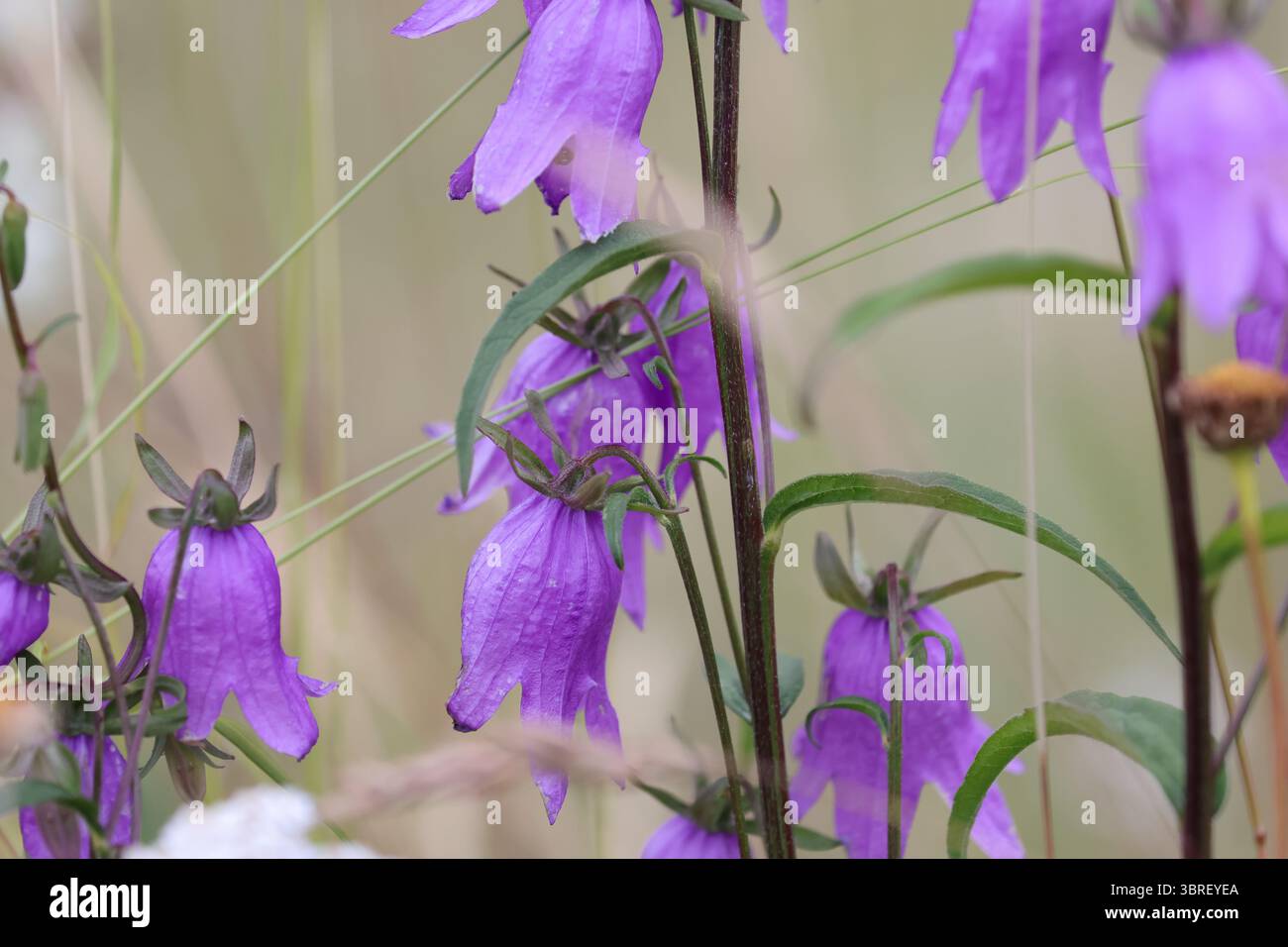 Gros plan de Campanula latifolia (fleur géante) en fleurs, montrant des fleurs violettes vives dans une prairie alpine sauvage, Alpes suisses, juillet. Banque D'Images