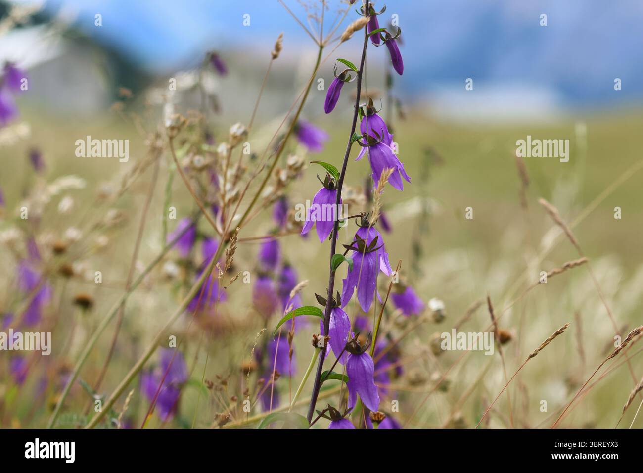Gros plan de Campanula latifolia (fleur géante) en fleurs, montrant des fleurs violettes vives dans une prairie alpine sauvage, Alpes suisses, juillet. Banque D'Images