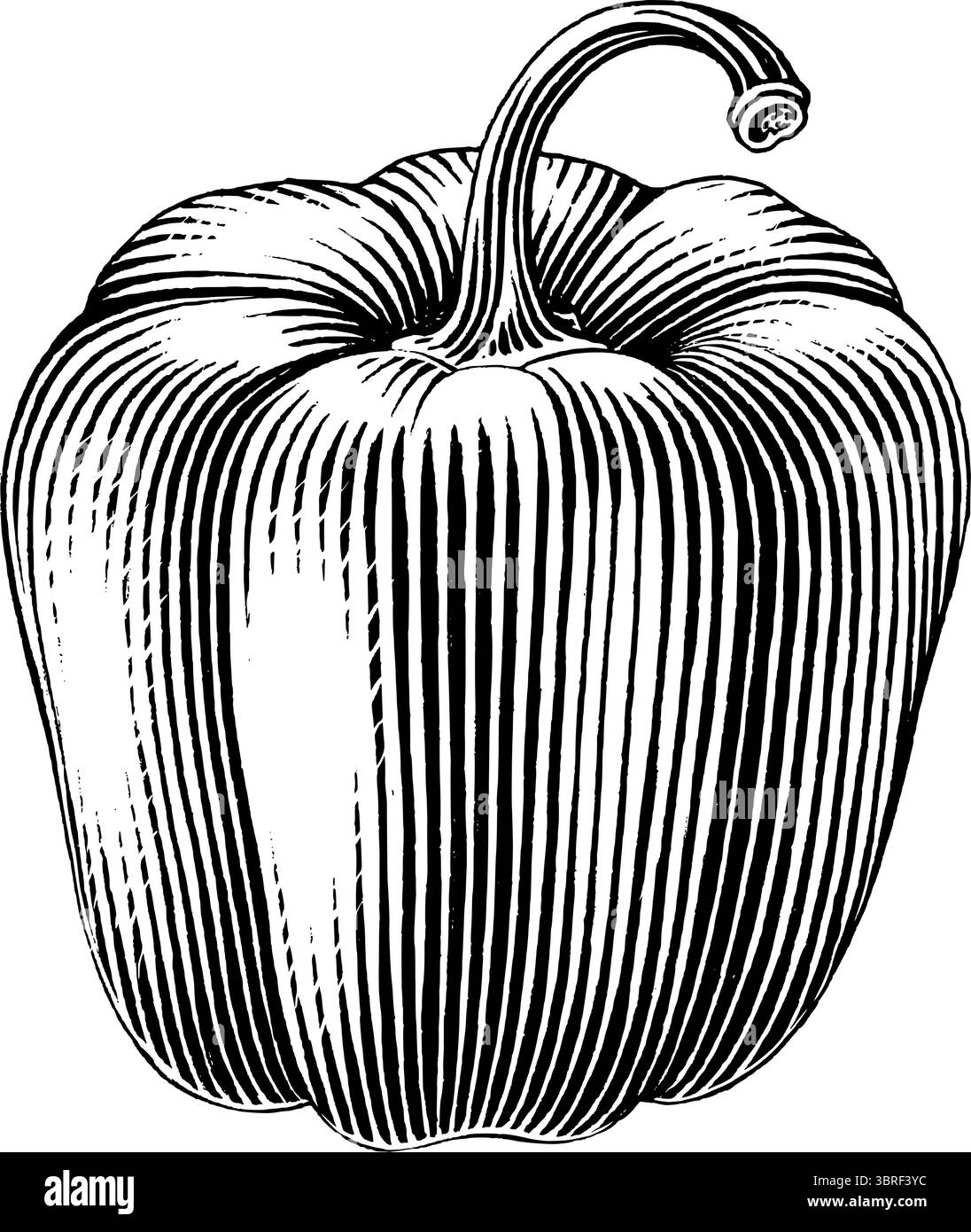 Poivron main dessiner style gravure noir et blanc clip art Illustration de Vecteur