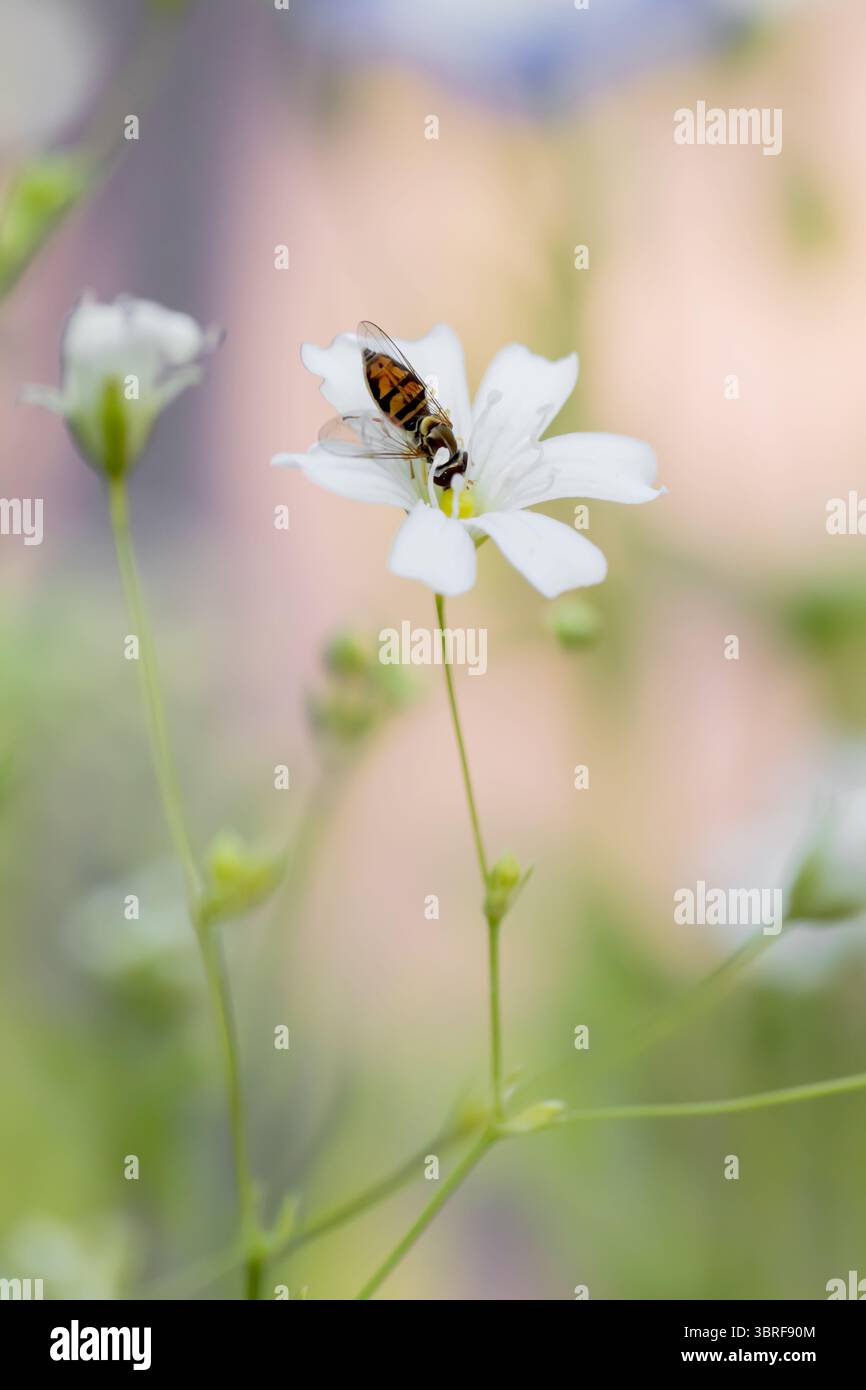 Un hoverfly au repos sur la fleur de souffle d'un bébé blanc un jour d'été, photo en gros plan. Banque D'Images