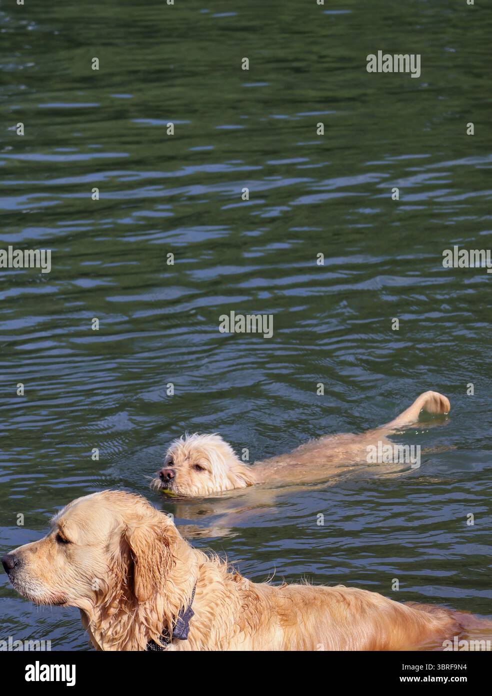 Chiens blonds dans la rivière blonde Tisza Banque D'Images