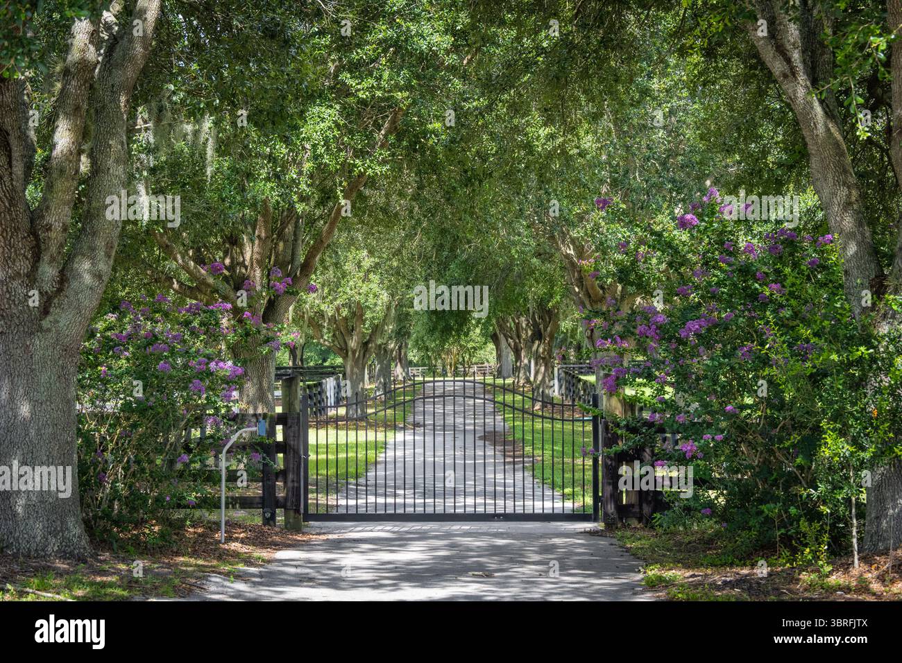 Entrée à an Ocala, Floride, ferme équestre avec ruelle de canopée de chêne, mousse espagnole et fleurs colorées de myrte de crapas. (ÉTATS-UNIS) Banque D'Images