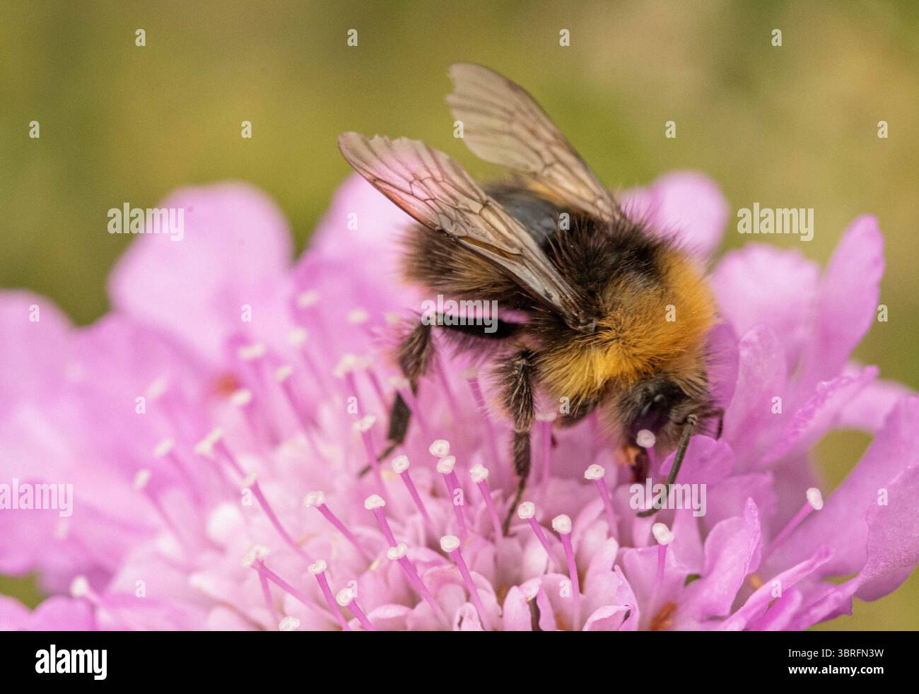 Insectes sur les têtes de fleurs prises avec un objectif macro Banque D'Images