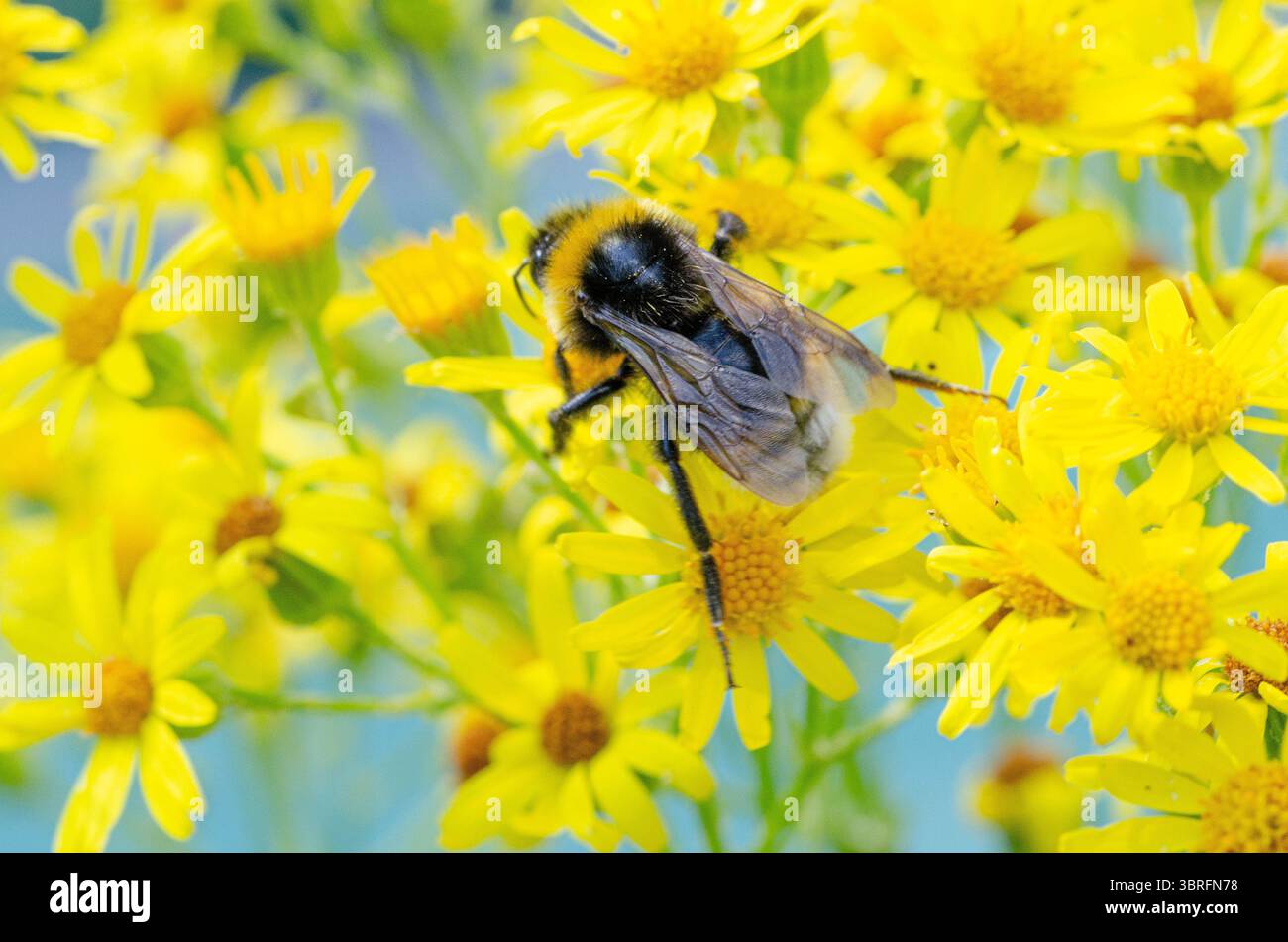 Insectes sur les têtes de fleurs prises avec un objectif macro Banque D'Images