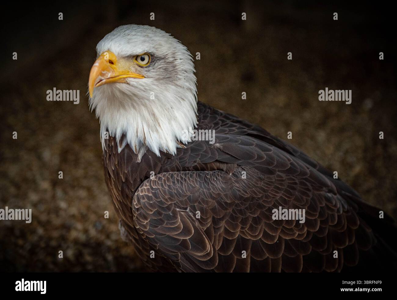 Oiseaux de proie en captivité Banque D'Images