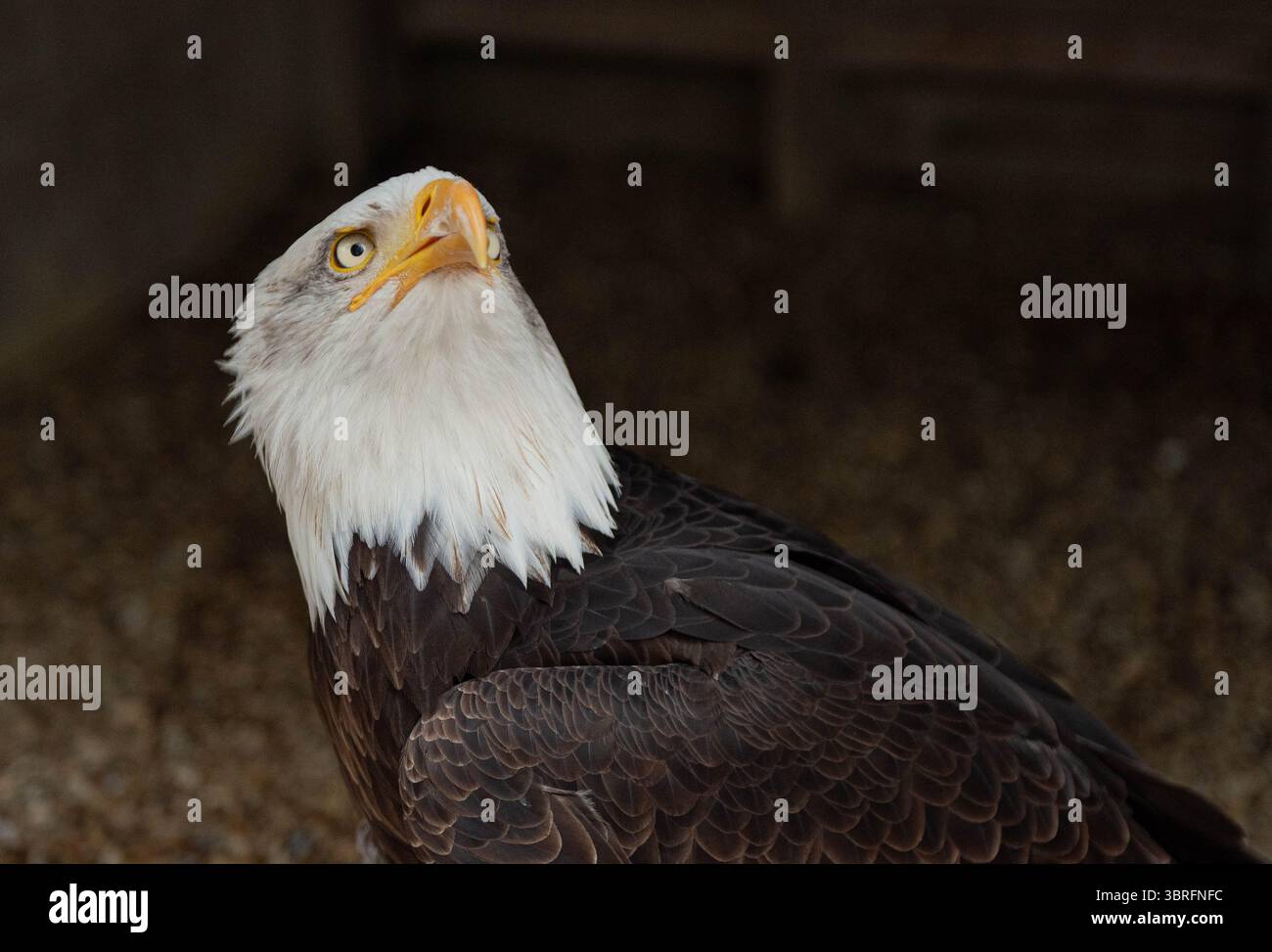 Oiseaux de proie en captivité Banque D'Images