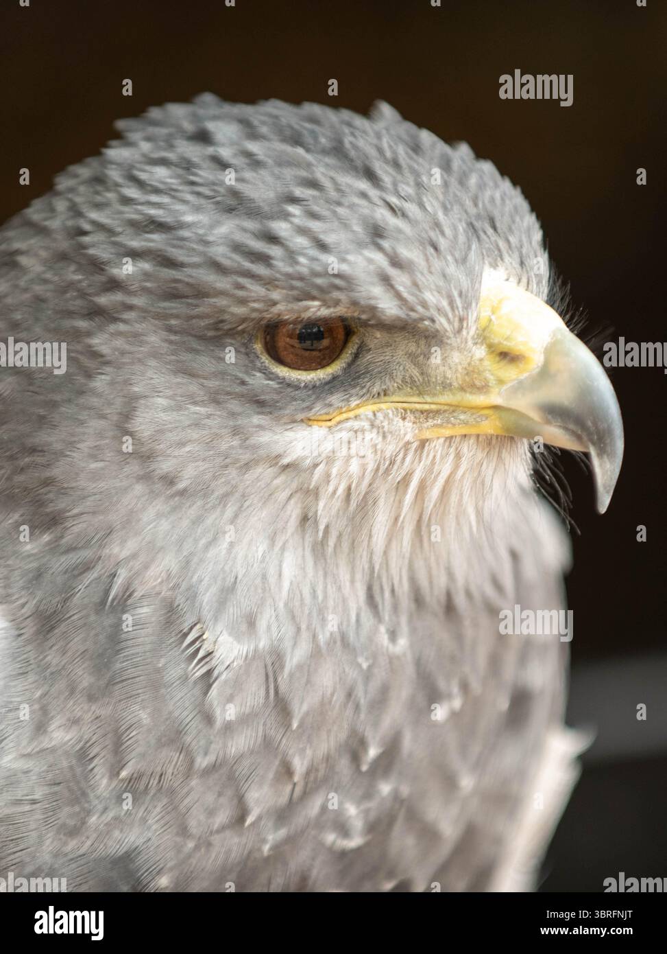 Oiseaux de proie en captivité Banque D'Images