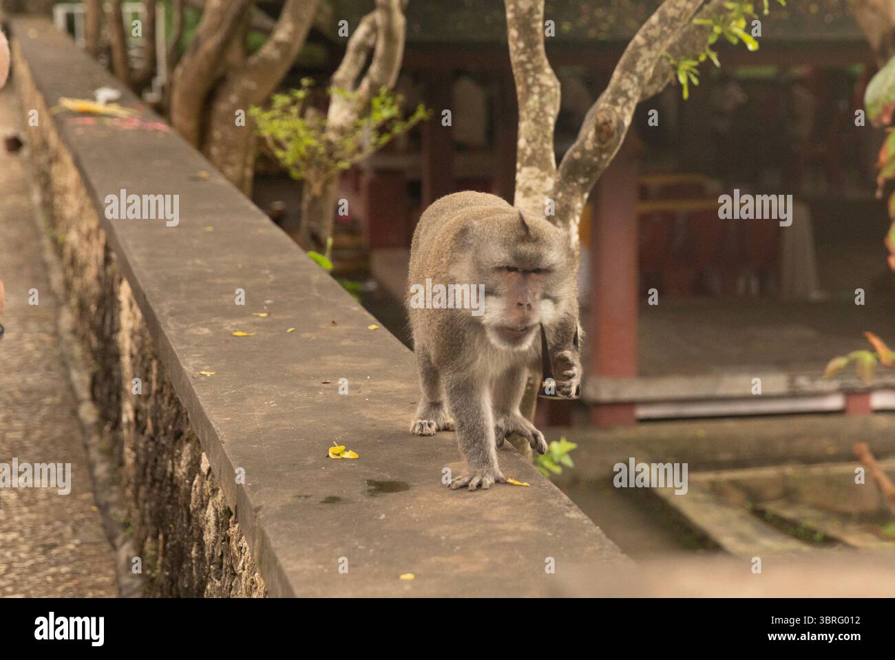 Un singe macaque espiègle avec des lunettes de soleil au temple Uluwatu, Bali Indonésie Banque D'Images